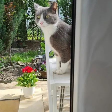 A&d Apartman Pancsova